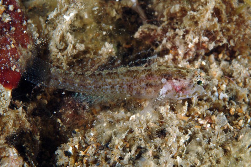 Piccolo ghiozzo da identificare (Zebrus zebrus o Millerigobius macrocephalus)